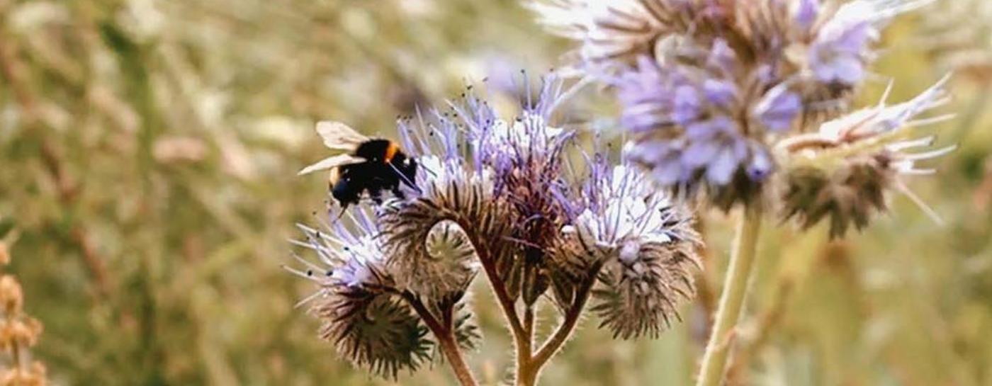 Wildwiese mit vielen Blumen und einer Hummel auf der Blume.