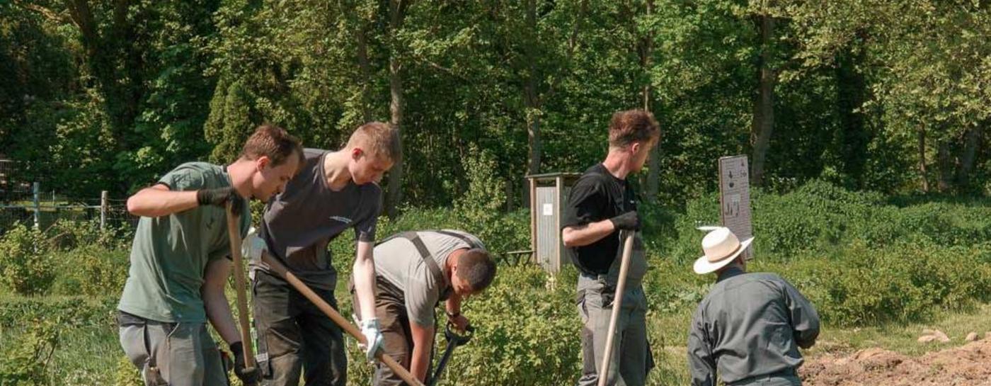 Fünf Männer stehen auf einer Rasenfläche und graben per Hand mit Schaufeln einen graben. Alle haben Stadtwerke Kleidung an.