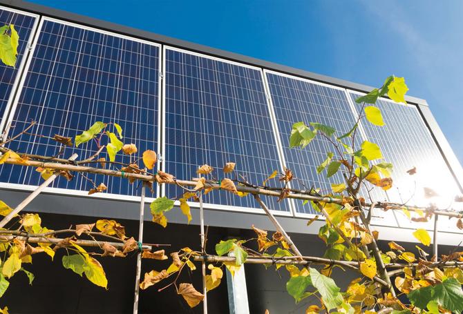 Solarzellen einer Photovoltaikanlage im Sonnenschein, davor hängen grüne Blätter.