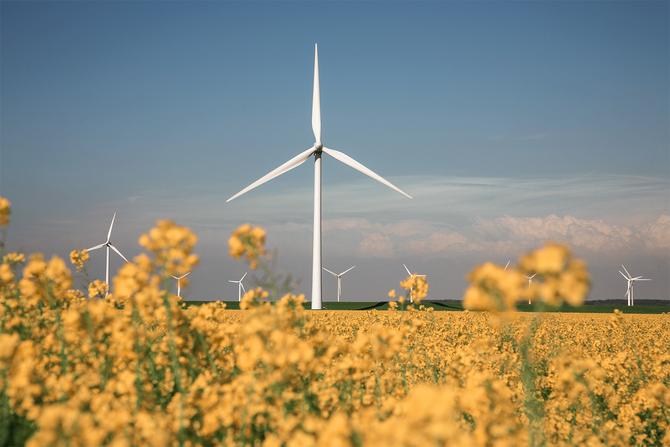 Ein großes, weißes Windrad steht zentral in einem blühenden, gelben Rapsfeld unter einem blauen Himmel, im Hintergrund sind weitere Windkraftanlagen zu sehen.