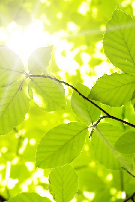 Frühling Sonne scheint durch Blätter im Wald