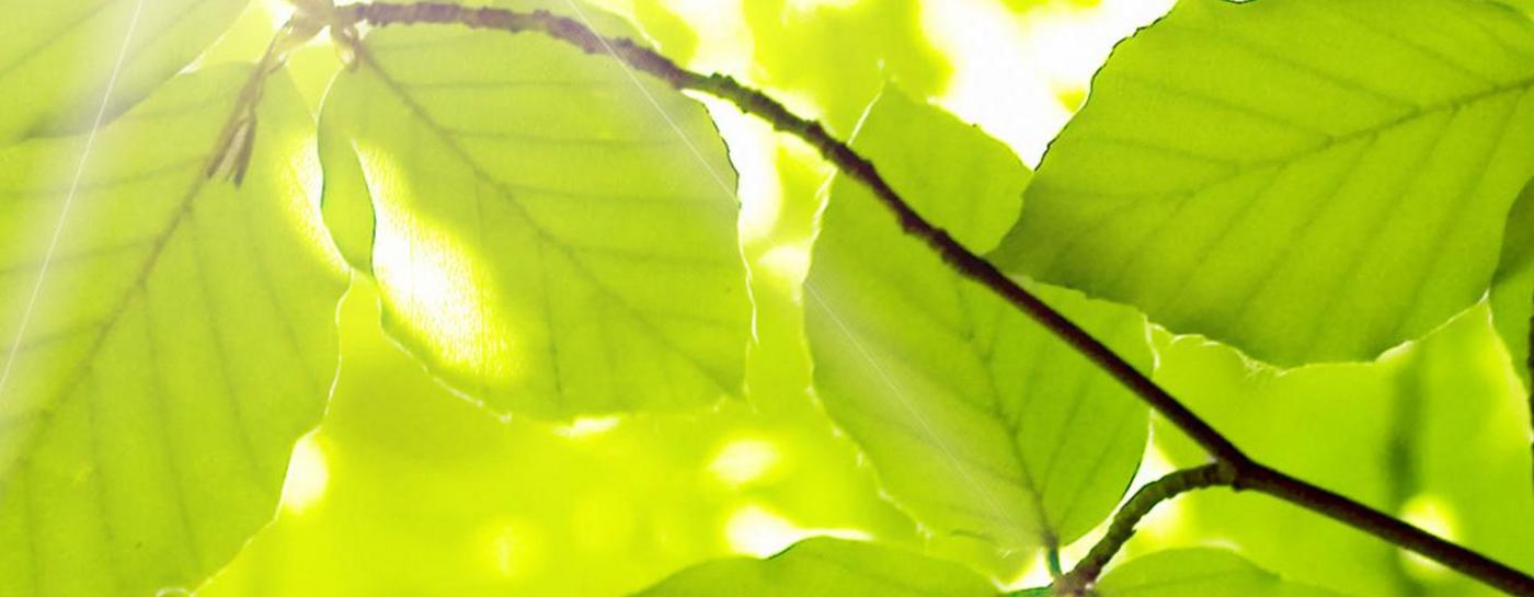 Frühling Sonne scheint durch Blätter im Wald