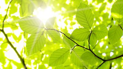 Frühling Sonne scheint durch Blätter im Wald