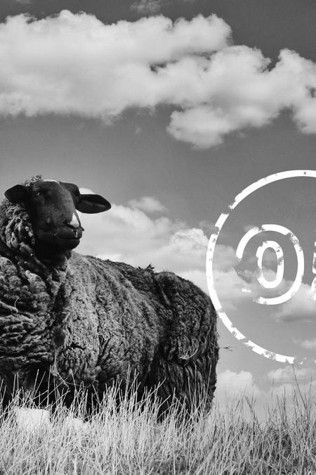 Artikel Nummer fünf über schwarze Schafe