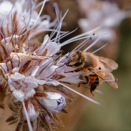 Biene in Nahaufnahme auf einer Blume zu sehen.