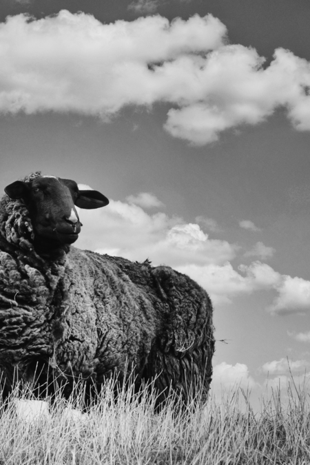Schwarz weiß Foto von einem schwarzen Scharf
