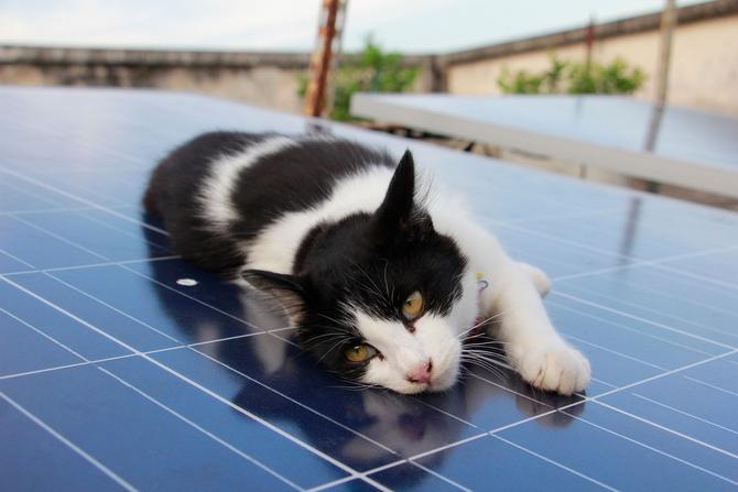 Katze sonnt sich auf einer PV-Anlage auf dem Balkon