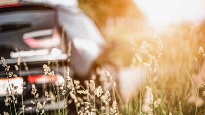 Nahaufnahme von Grashalmen. Im unscharfen Hintergrund sieht man ein Auto.