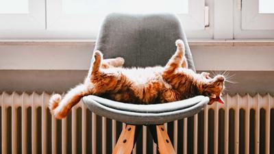 Katze liegt rückwärts auf einem Stuhl vor der Heizung, die durch Wärmepumpenstrom betrieben wird.