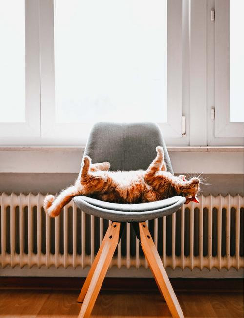 Katze liegt rückwärts auf einem Stuhl vor der Heizung, die durch Wärmepumpenstrom betrieben wird.